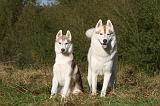 SIBERIAN HUSKY 792